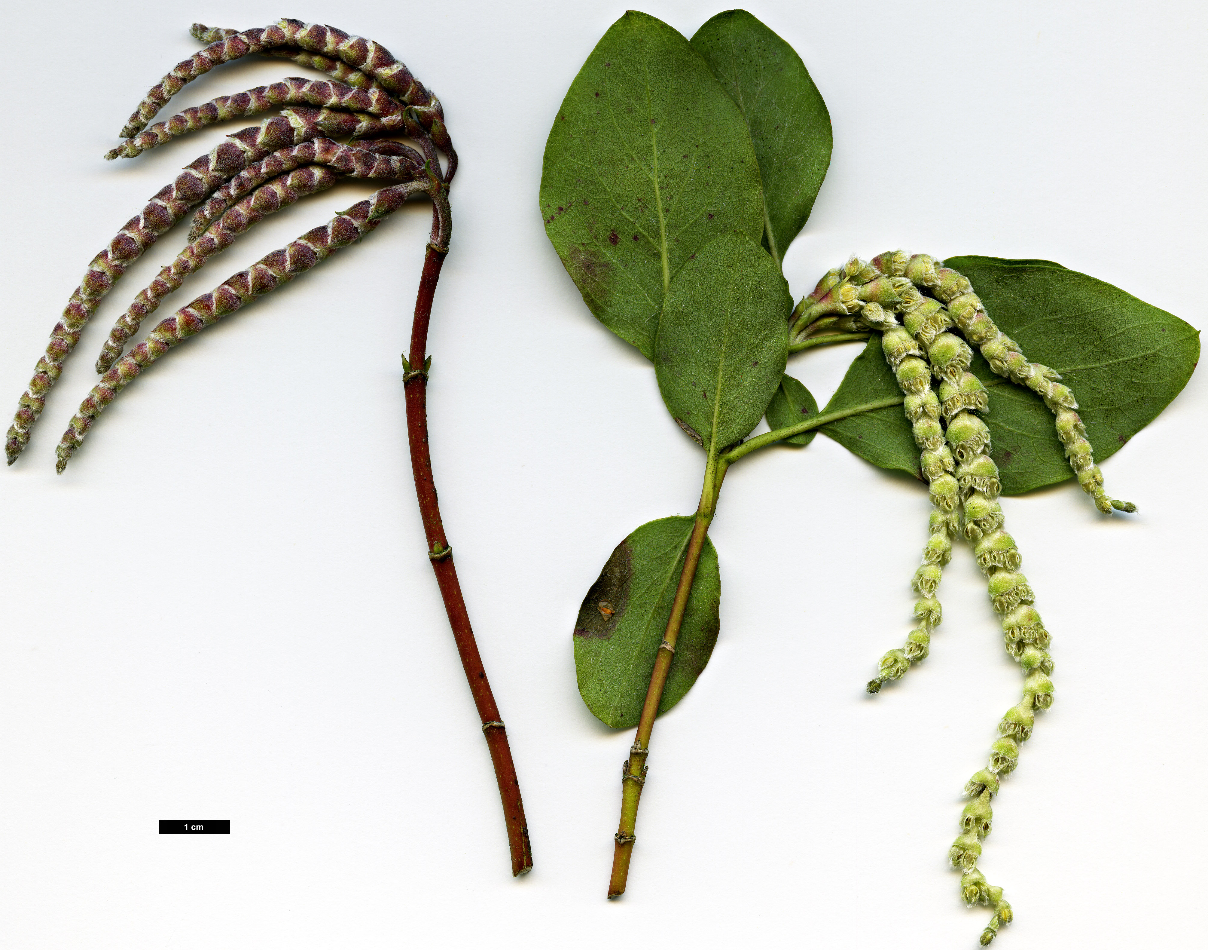 High resolution image: Family: Garryaceae - Genus: Garrya - Taxon: ×issaquahensis (G.elliptica × G.fremontii)